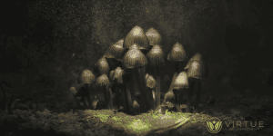 Psilocybin-Induced Anxiety
