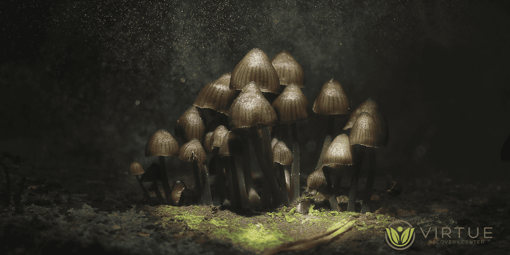 Psilocybin-Induced Anxiety